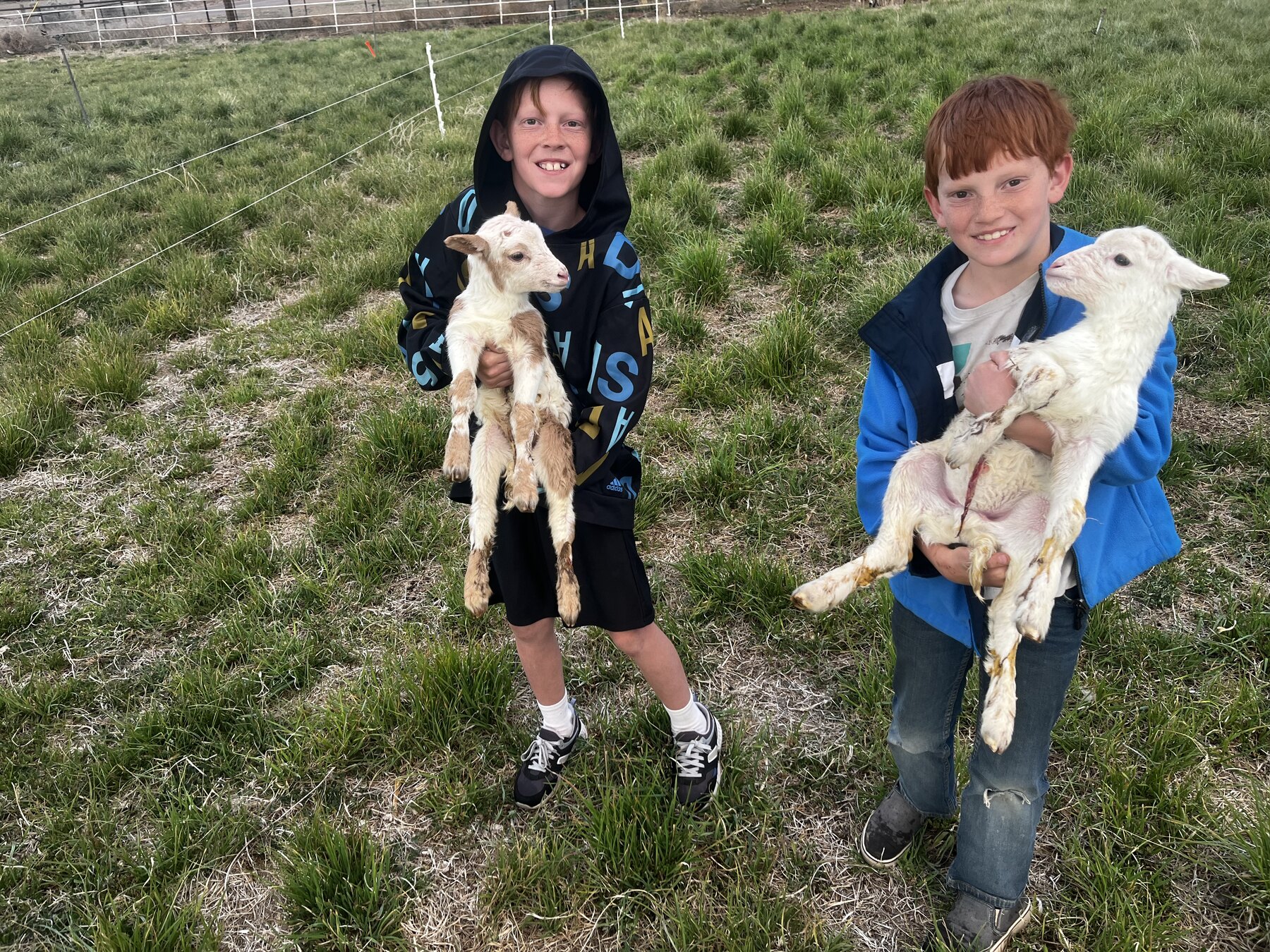 Family members caring for several newborn lambs