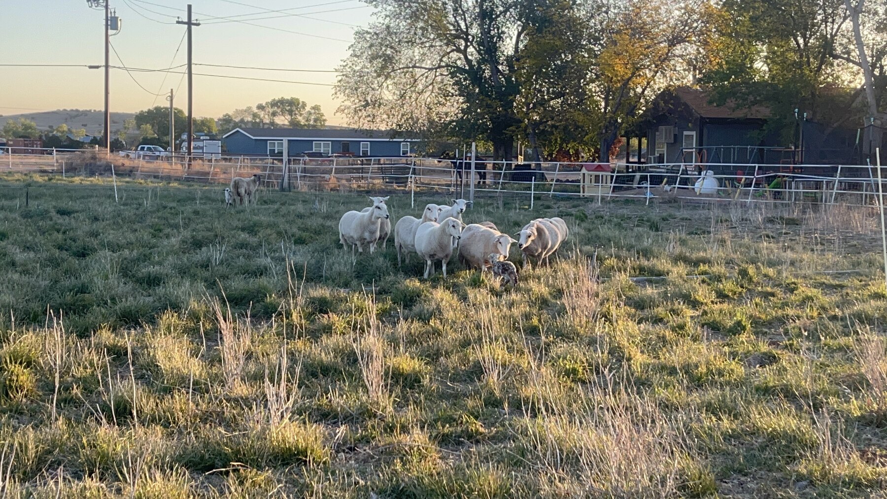 Hair sheep grazing together in a green pasture