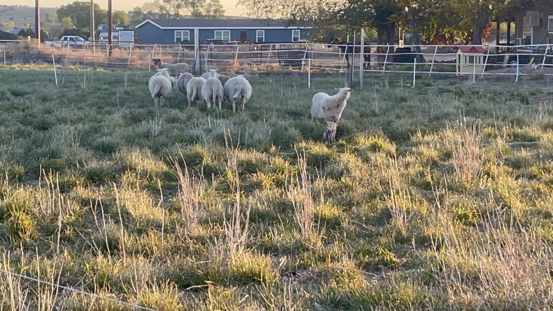 The flock grazing near the family home