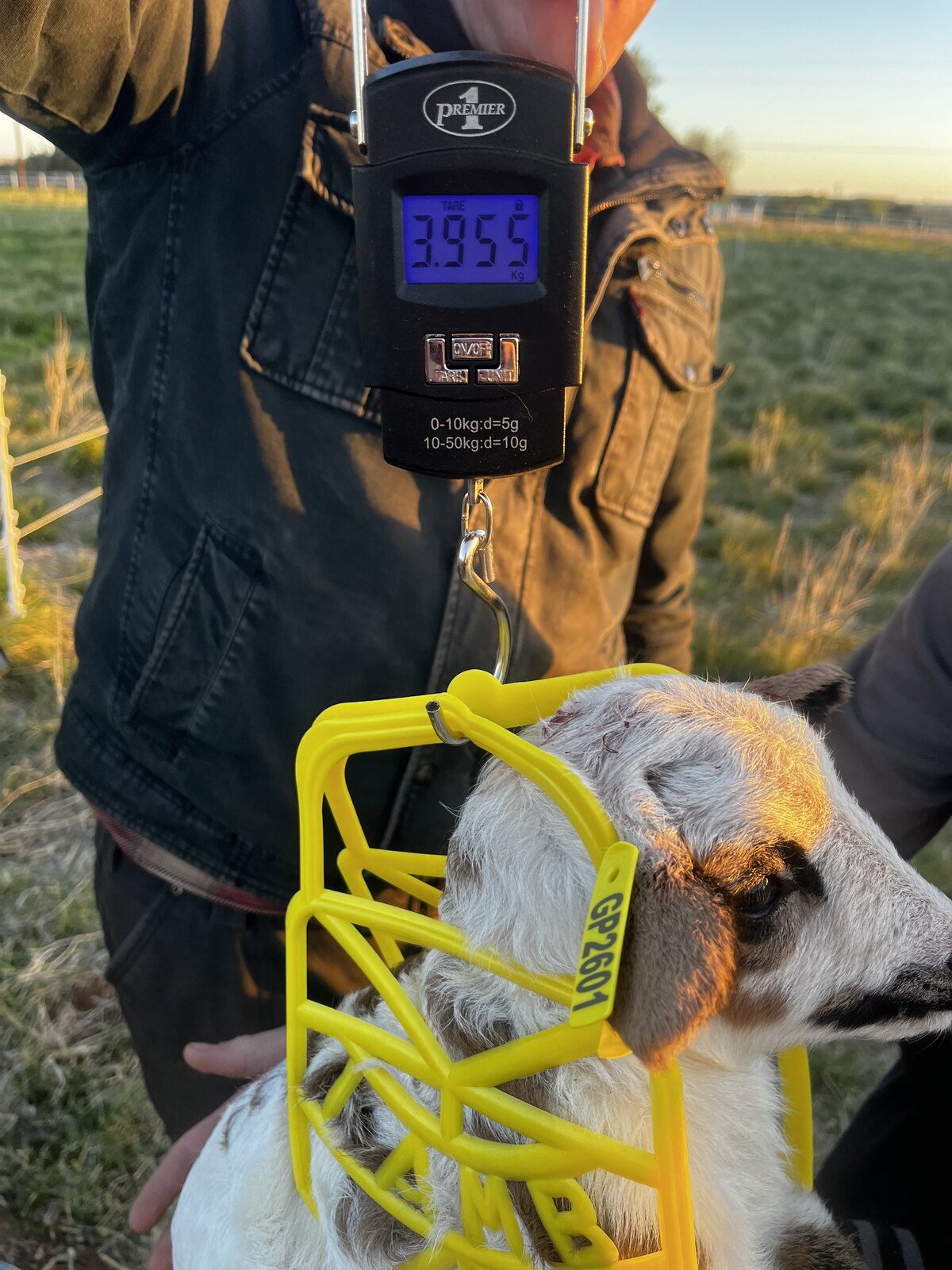 A newborn lamb being weighed as part of routine flock records