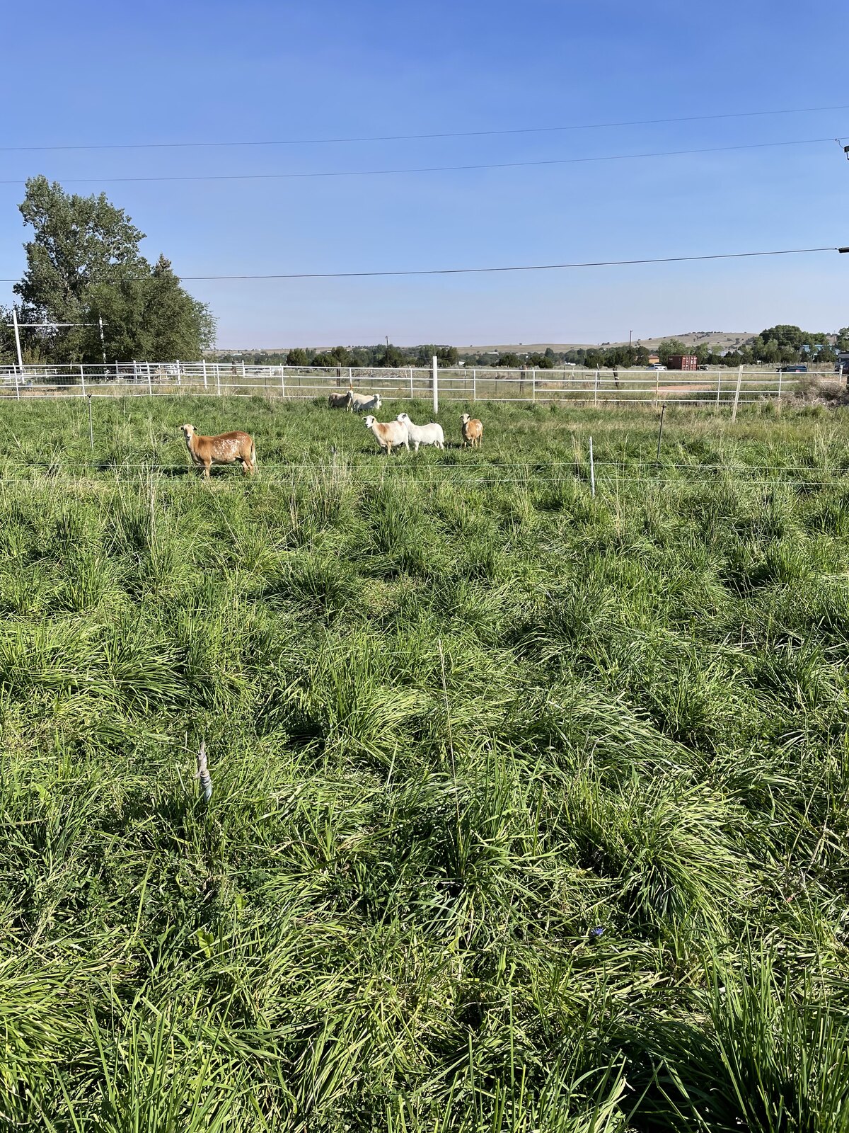 A lush green paddock divided for rotational grazing