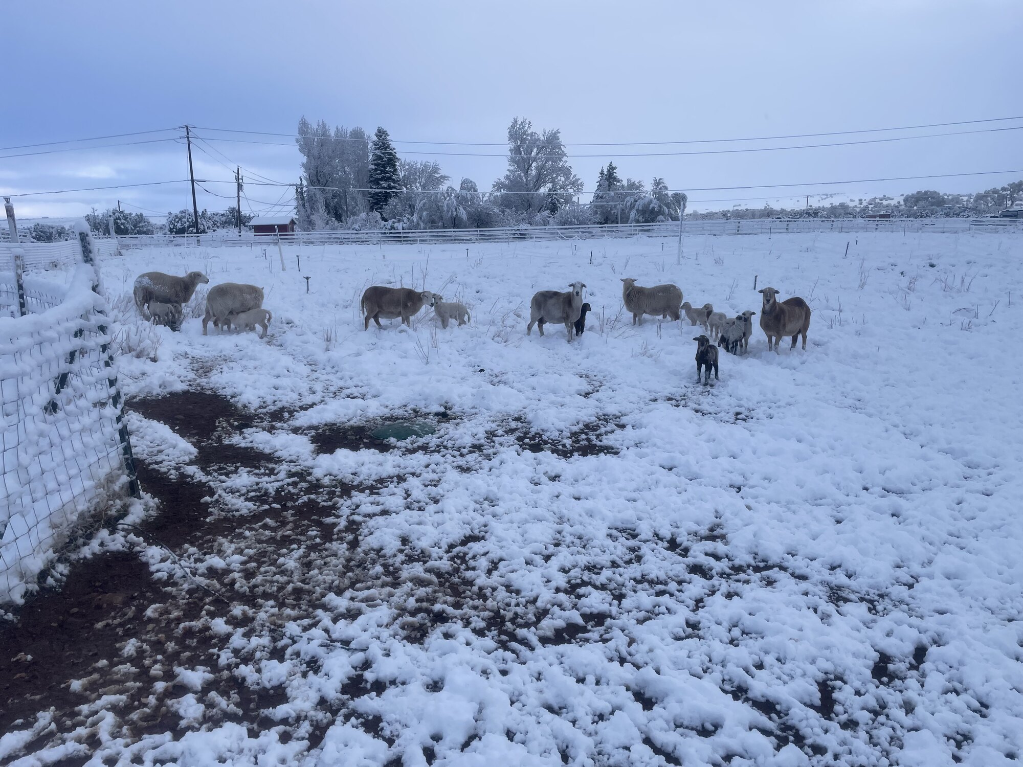 The flock moving through snow on the Taylor homestead